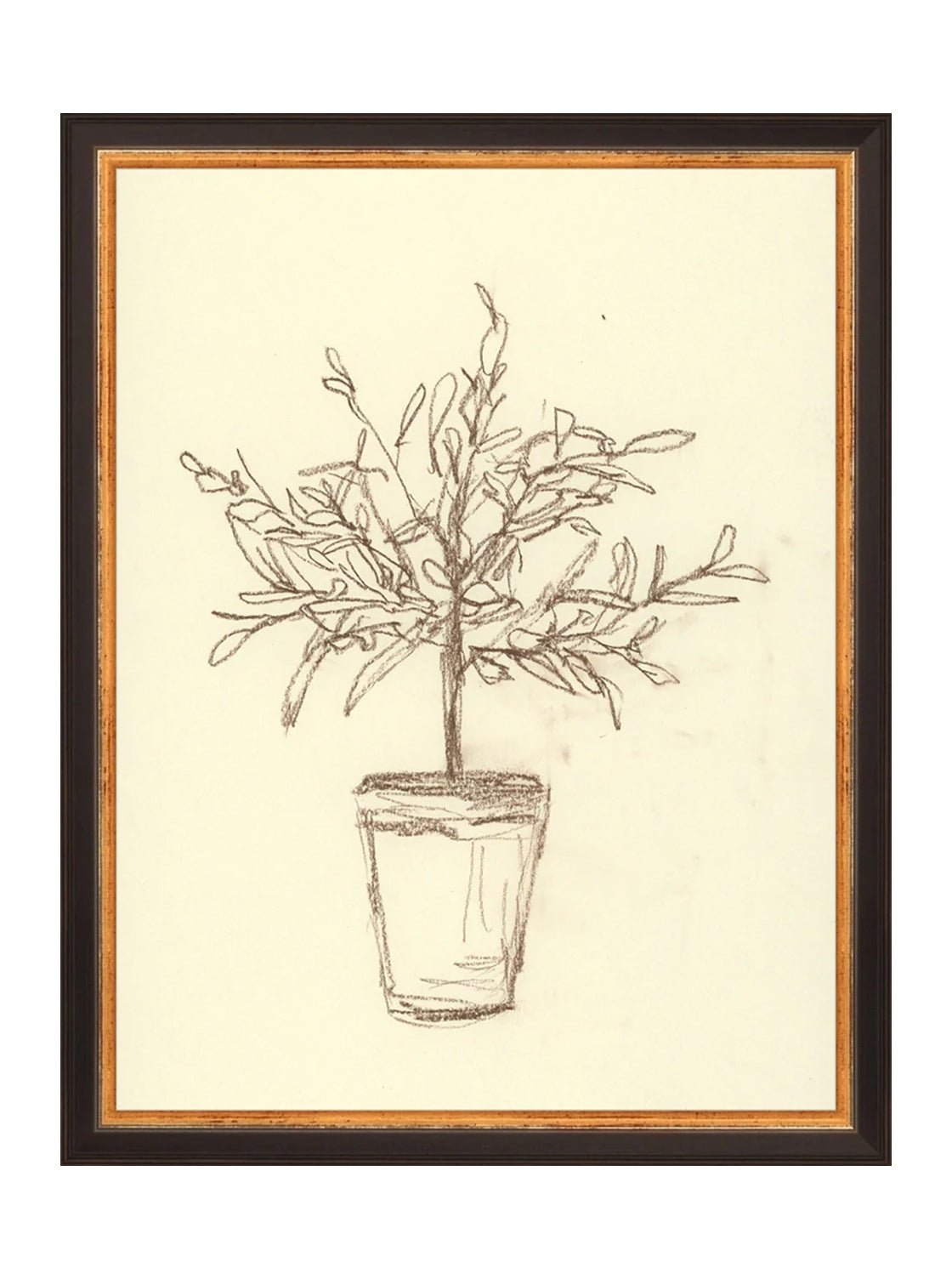 Étude sur l'olivier