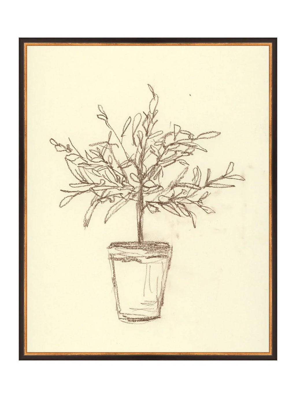 Étude sur l'olivier