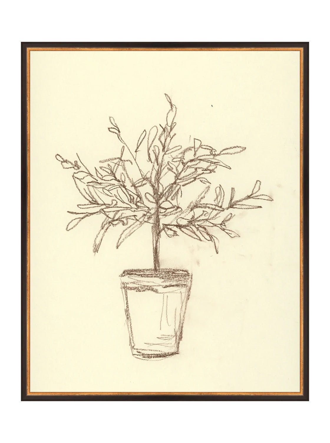 Étude sur l'olivier