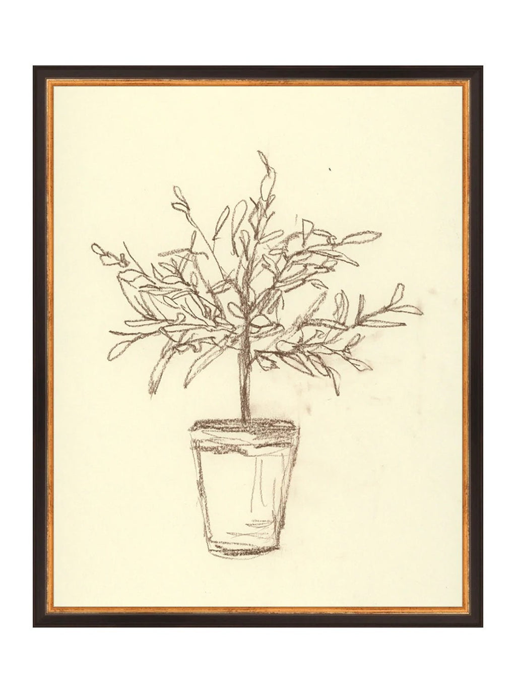 Étude sur l'olivier