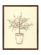 Étude sur l'olivier