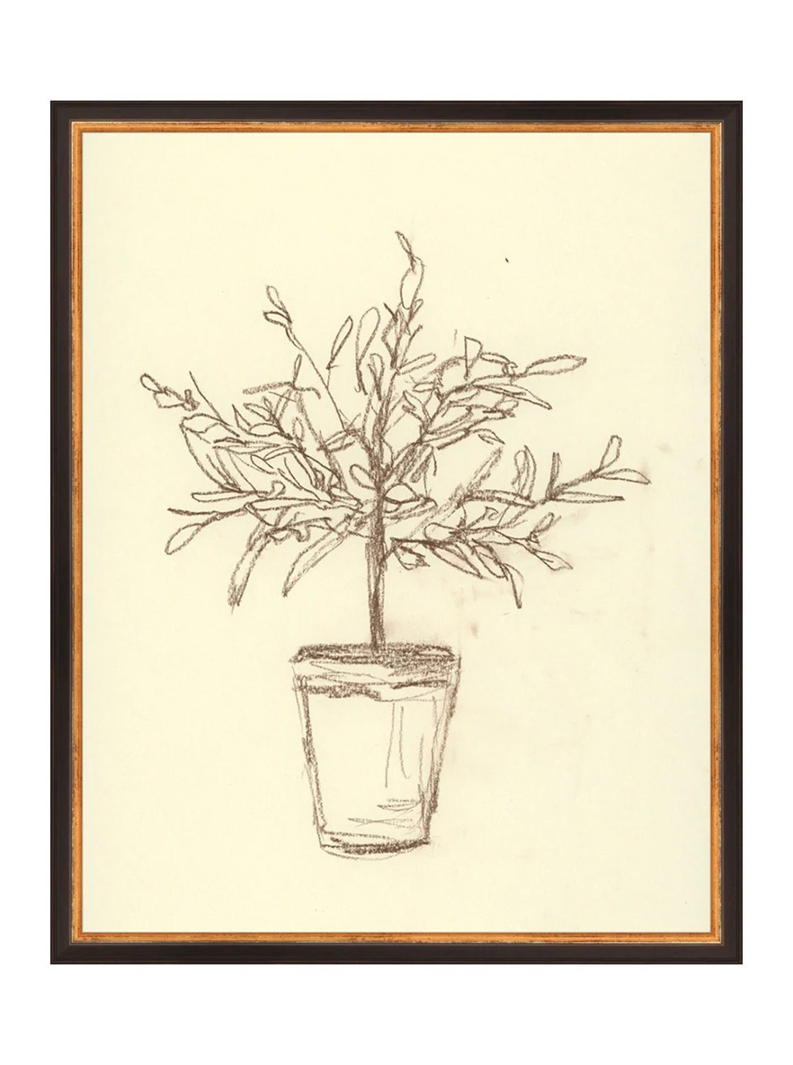 Étude sur l'olivier