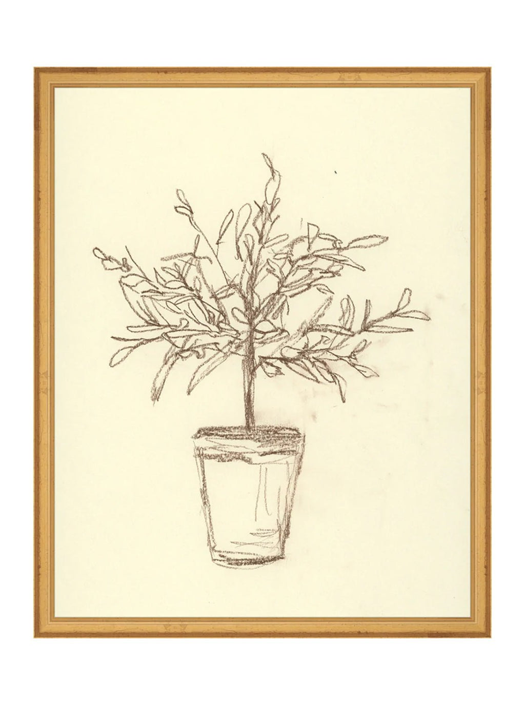 Étude sur l'olivier