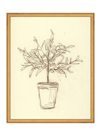 Étude sur l'olivier