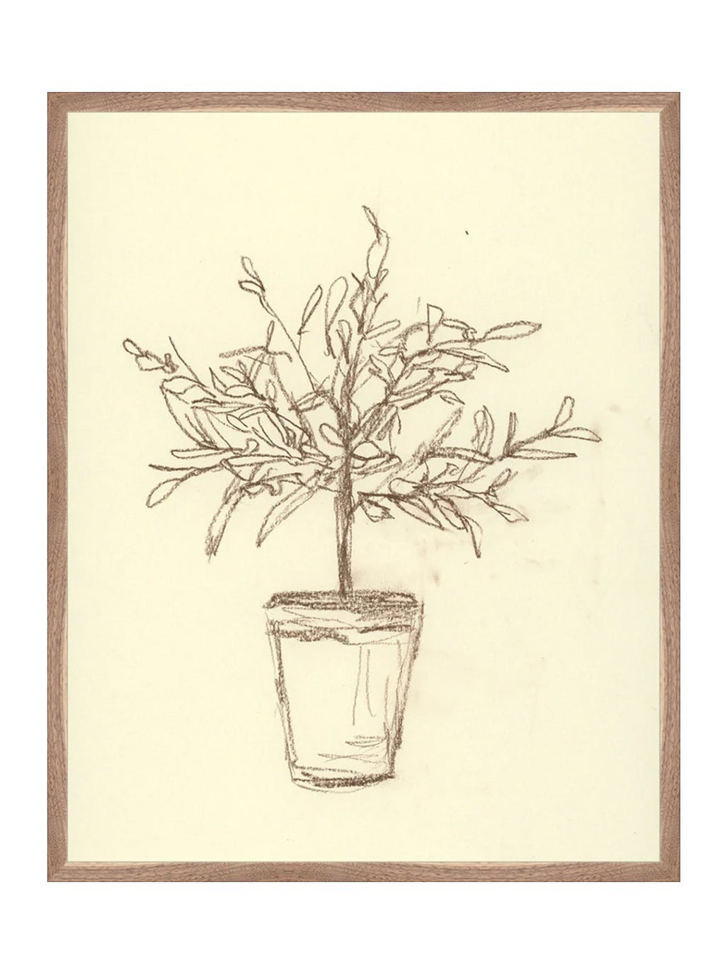 Étude sur l'olivier