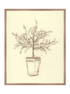 Étude sur l'olivier