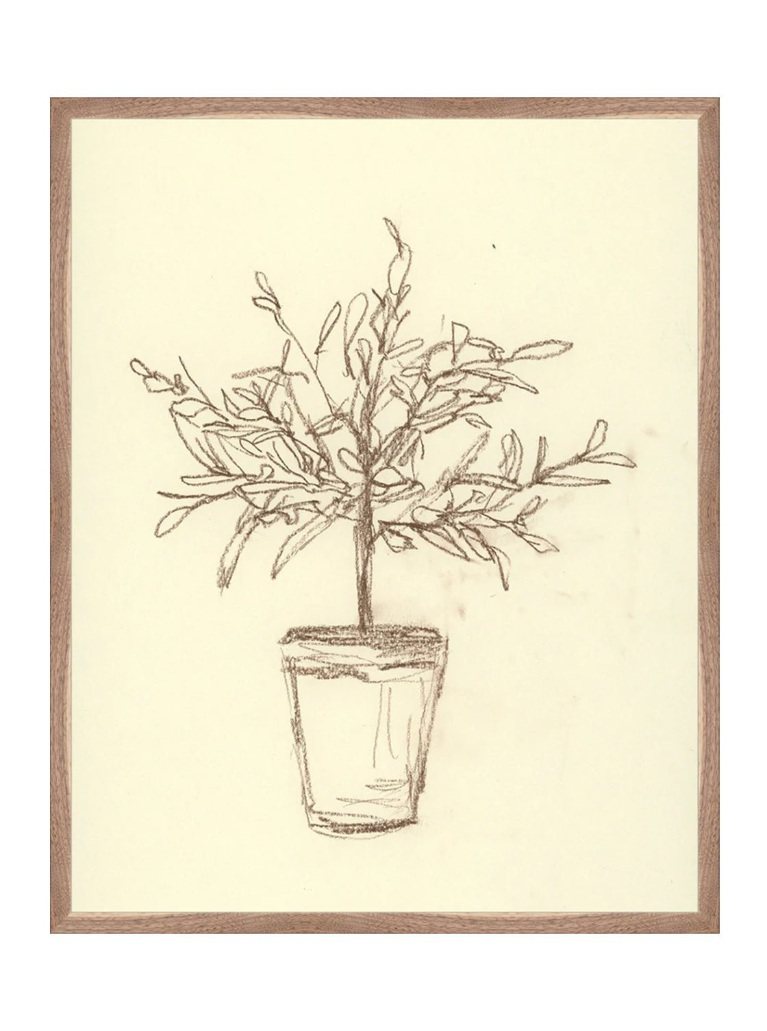 Étude sur l'olivier