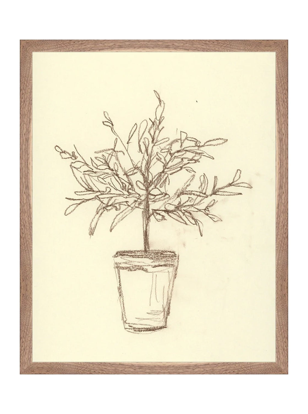 Étude sur l'olivier