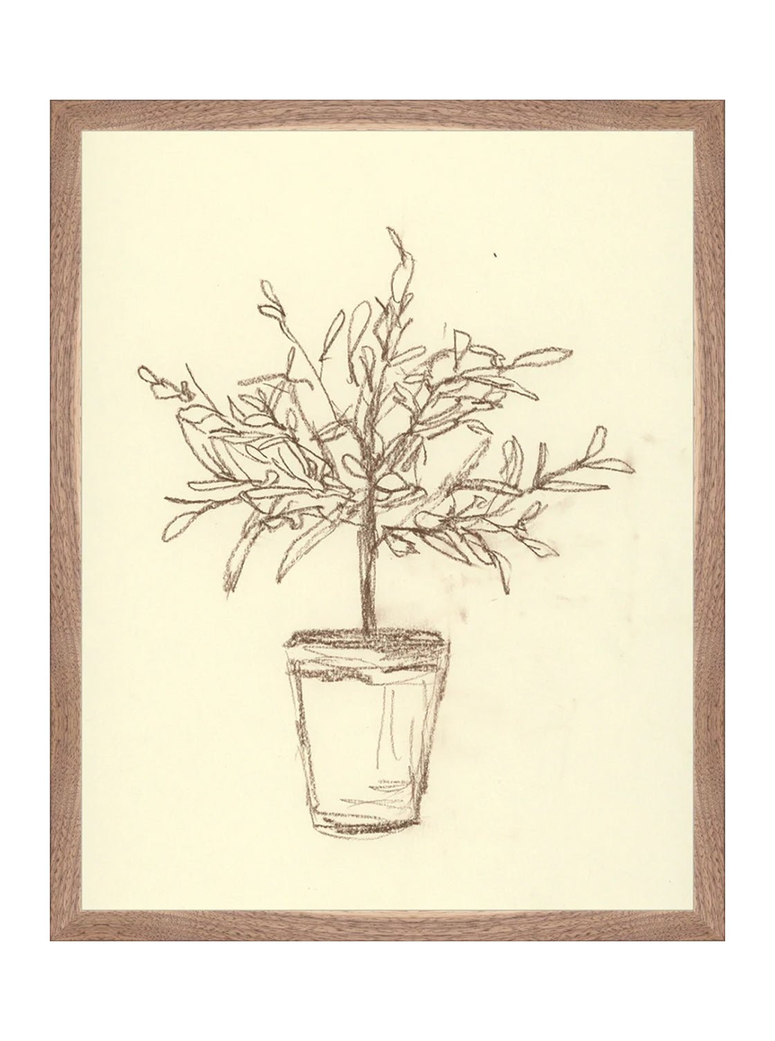 Étude sur l'olivier