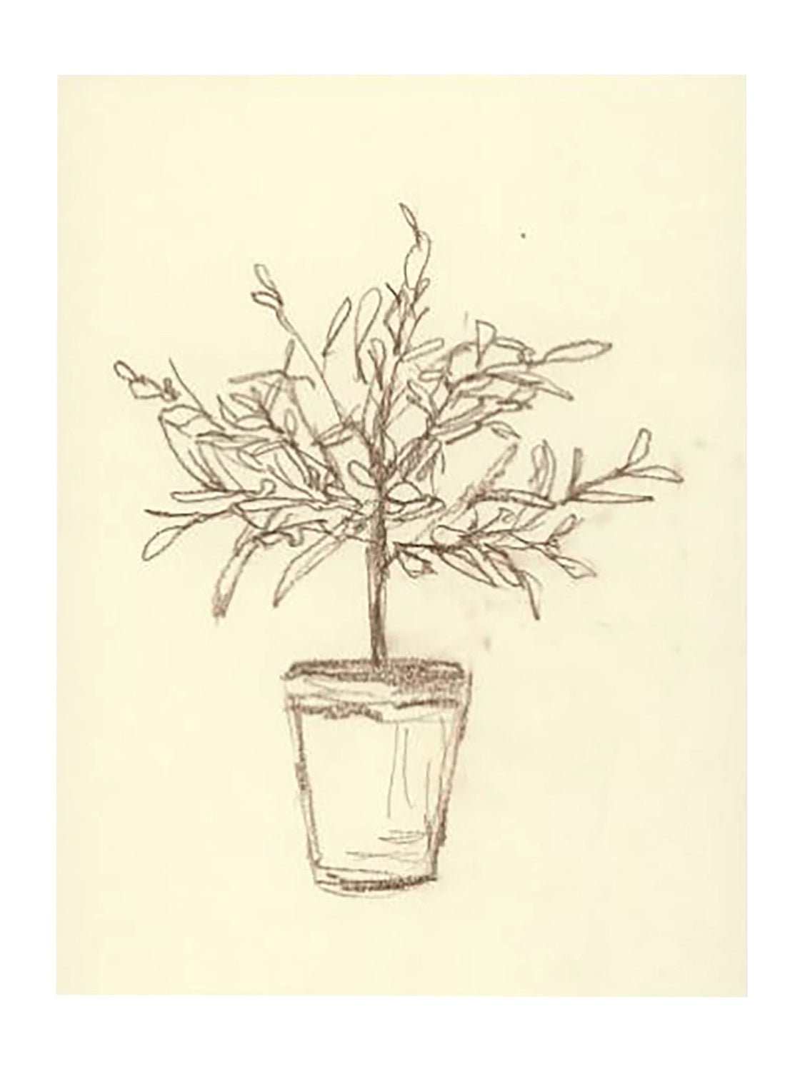 Étude sur l'olivier