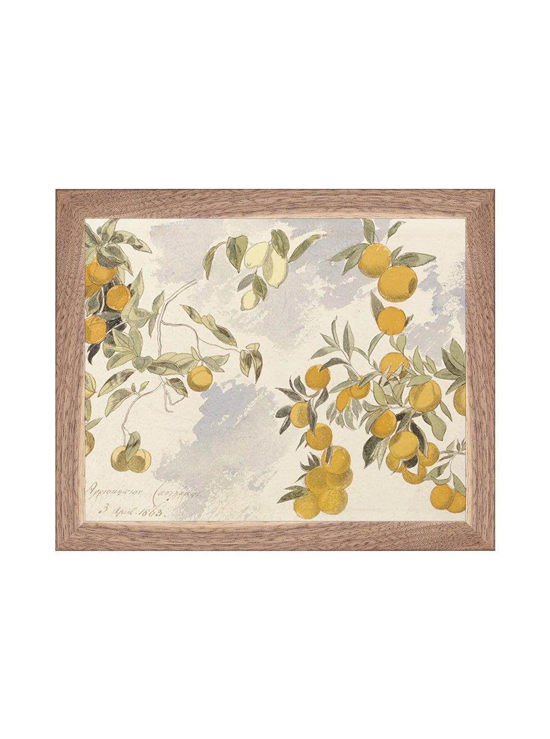 Orangerie Art Print Watercolor Oranges Illustration With Ripe Citrus On Branches Against Soft Background