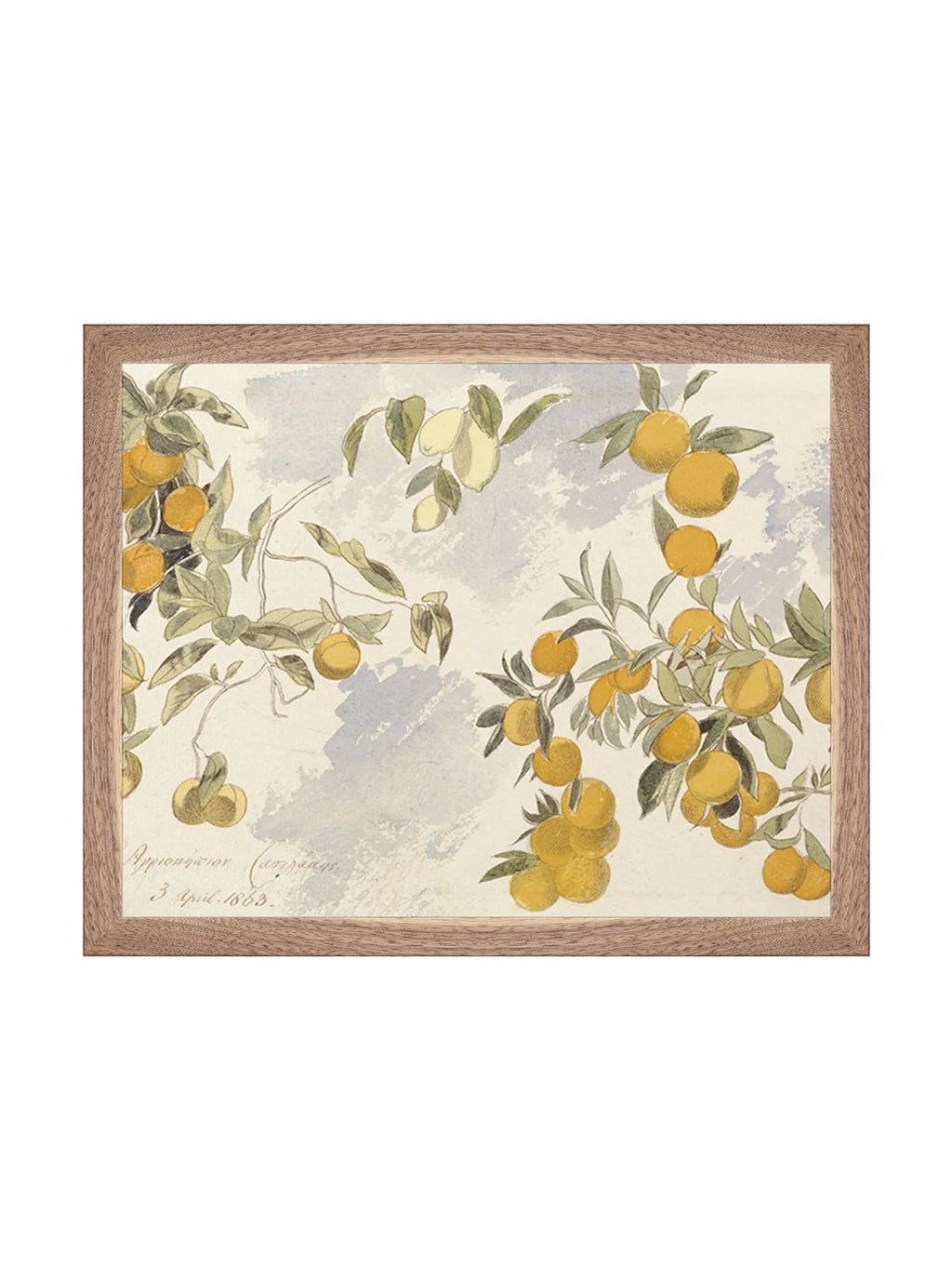 Orangerie Art Print Watercolor Oranges Illustration With Ripe Citrus On Branches Against Soft Background