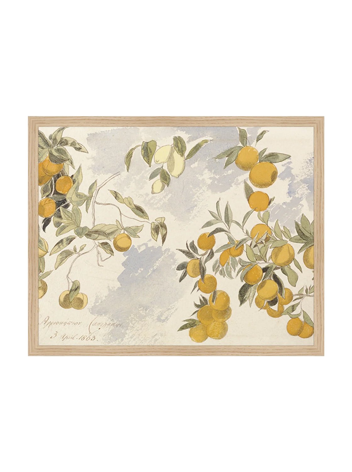 Orangerie Art Print Watercolor Oranges Illustration With Ripe Citrus On Branches Against Soft Background