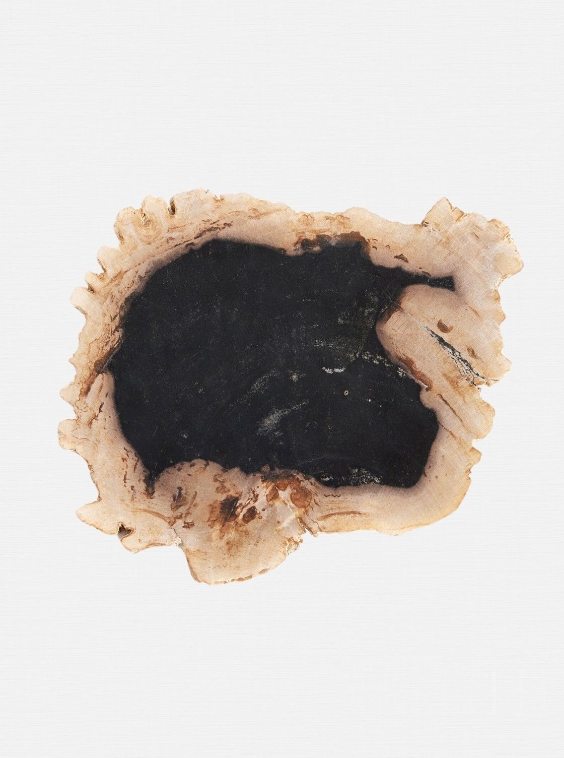 dalle de bois pétrifié