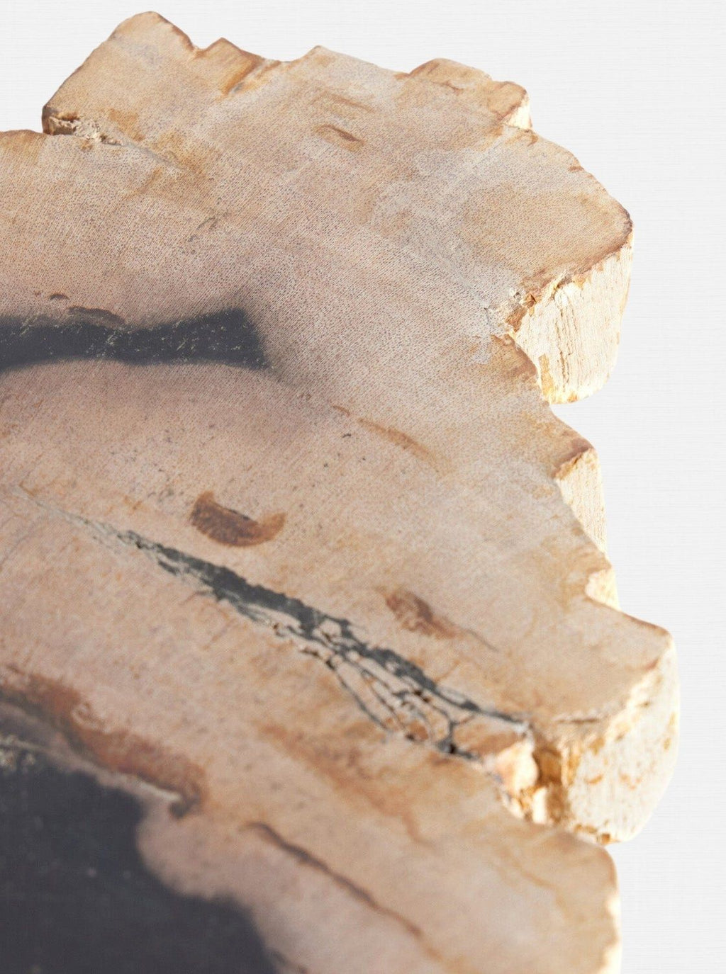 dalle de bois pétrifié