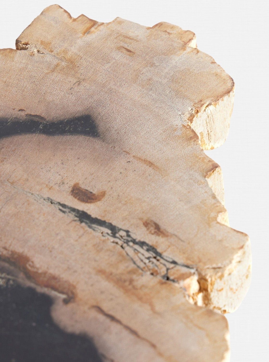 dalle de bois pétrifié