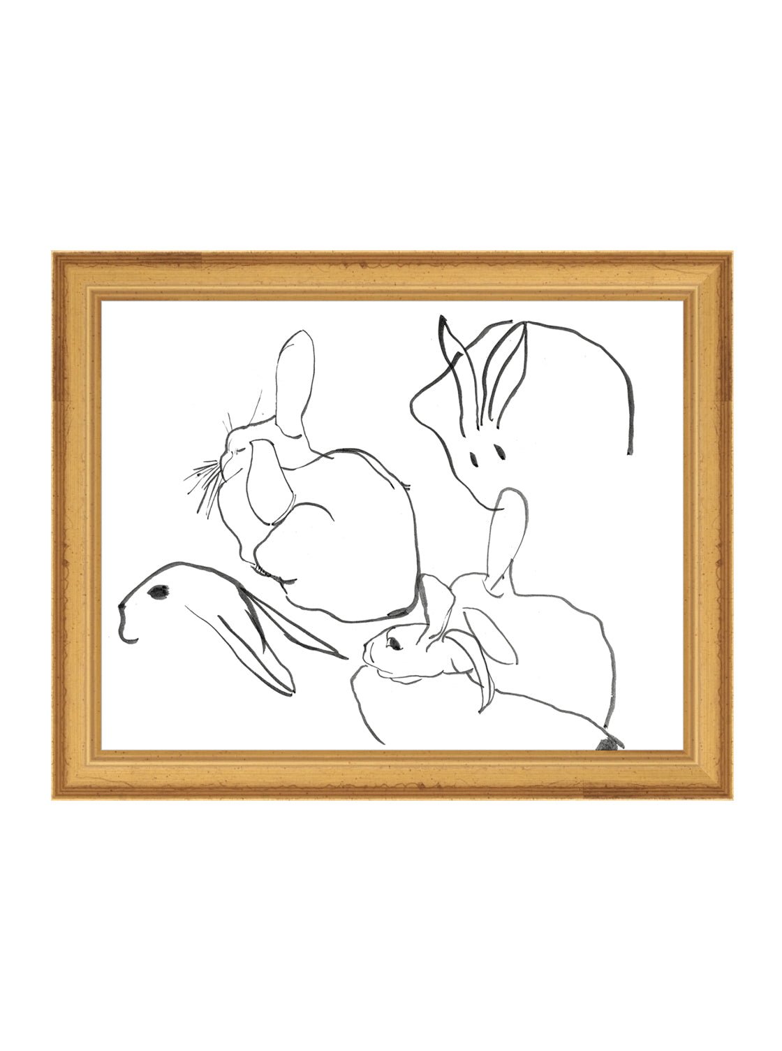 Étude sur les lapins