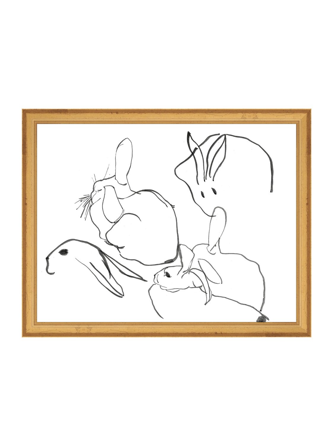 Étude sur les lapins