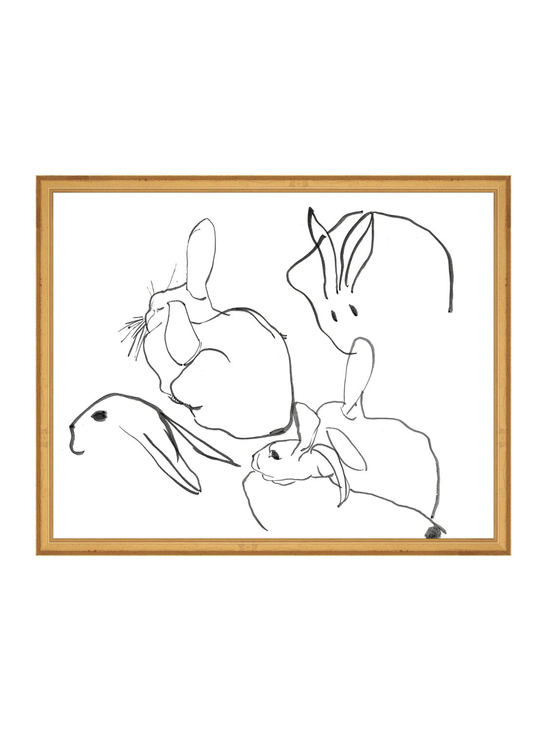 Étude sur les lapins