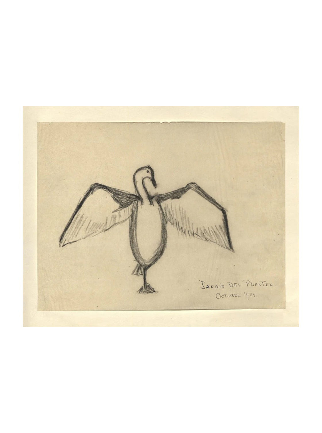 Croquis de corbeau marin