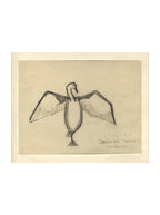 Croquis de corbeau marin