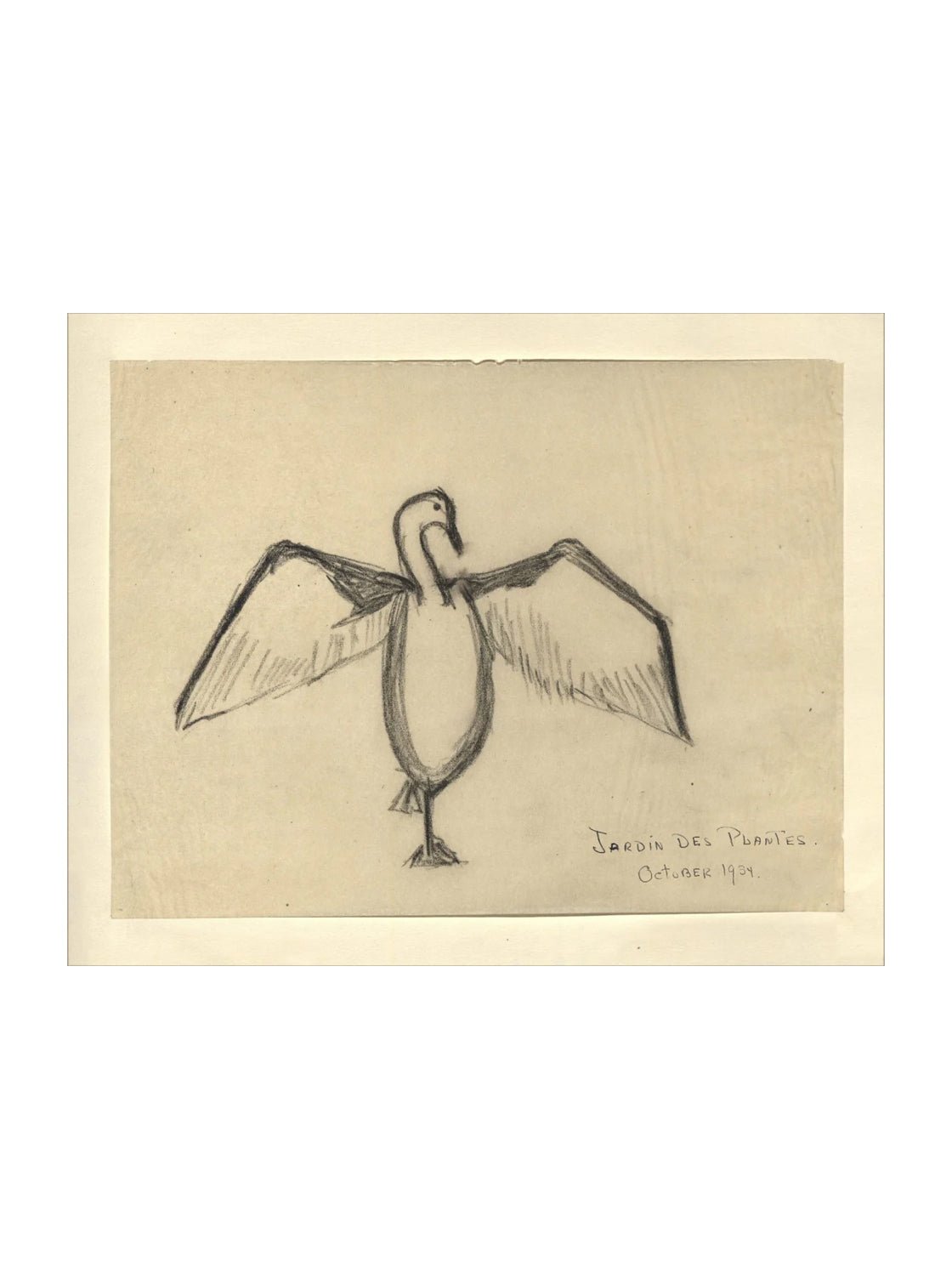 Croquis de corbeau marin