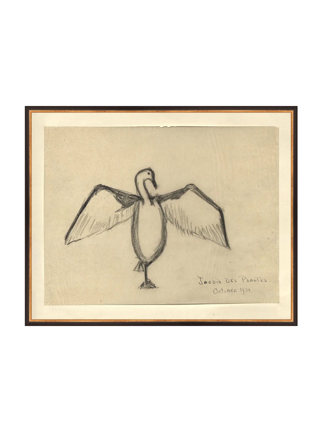 Croquis de corbeau marin