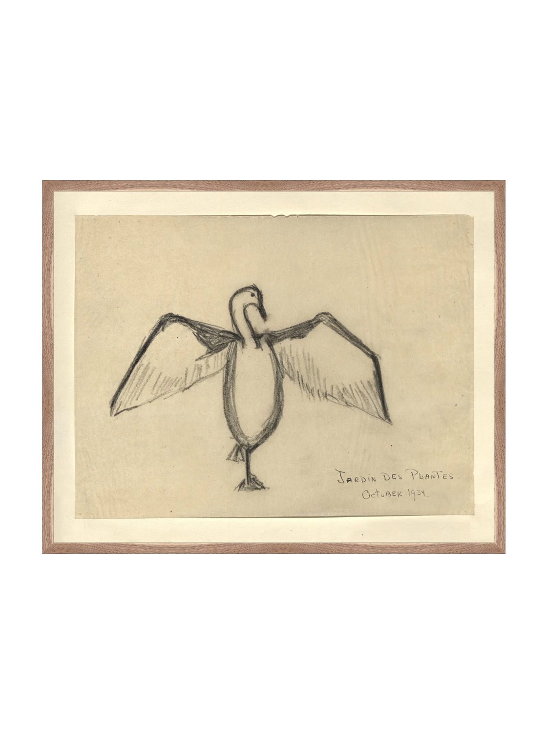 Croquis de corbeau marin