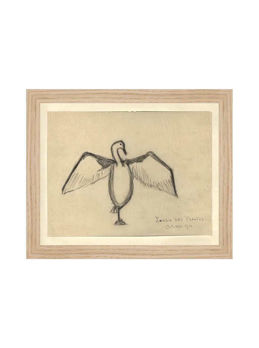 Croquis de corbeau marin
