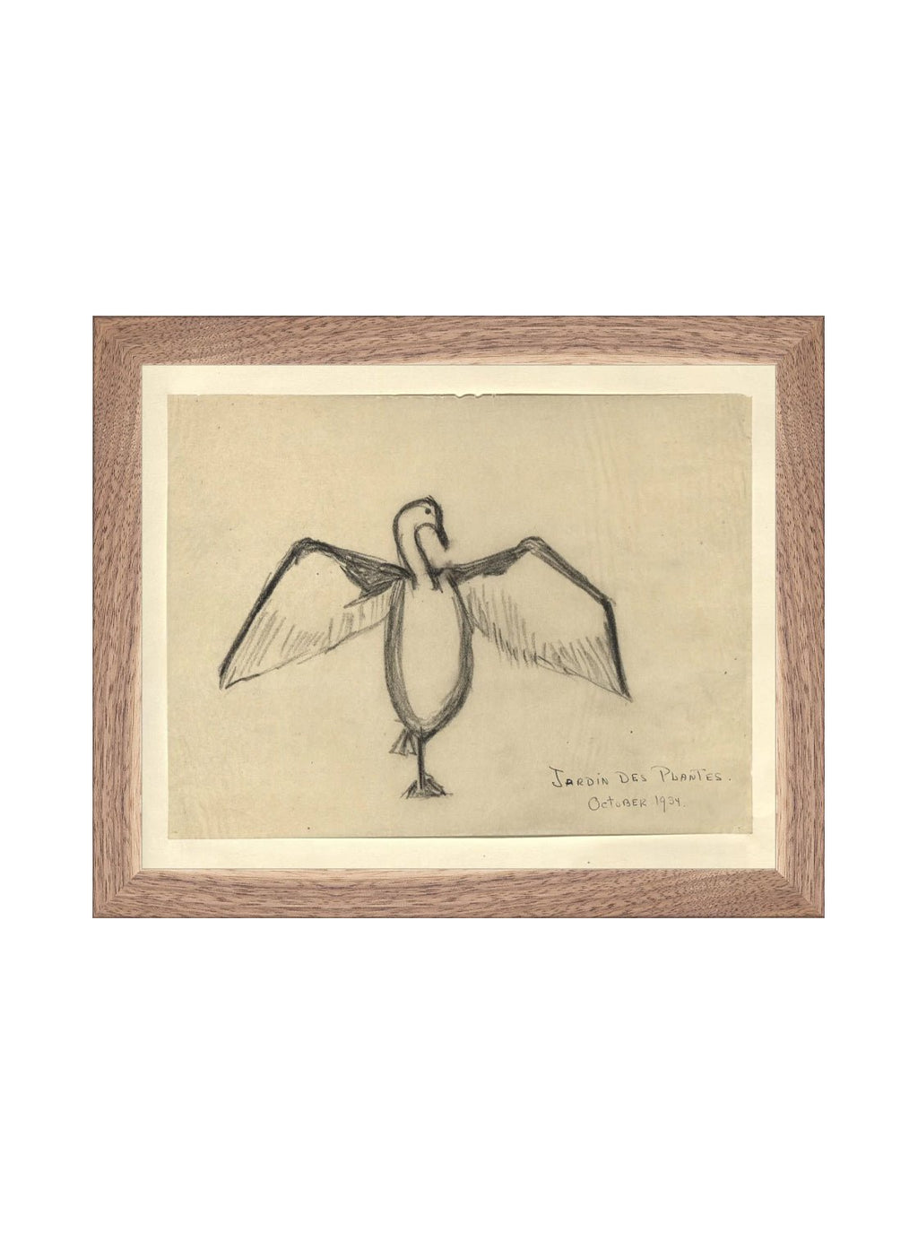 Croquis de corbeau marin