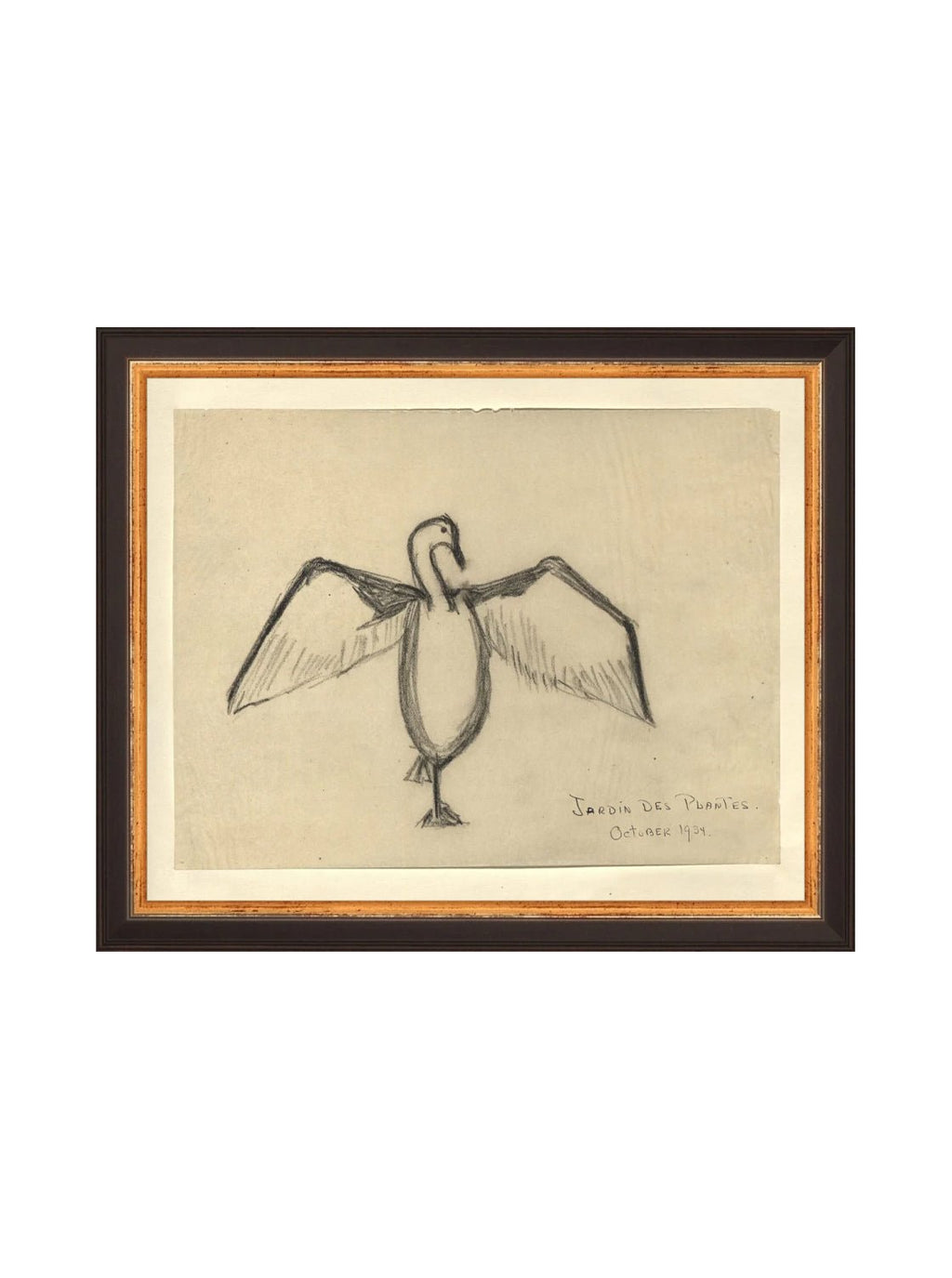 Croquis de corbeau marin