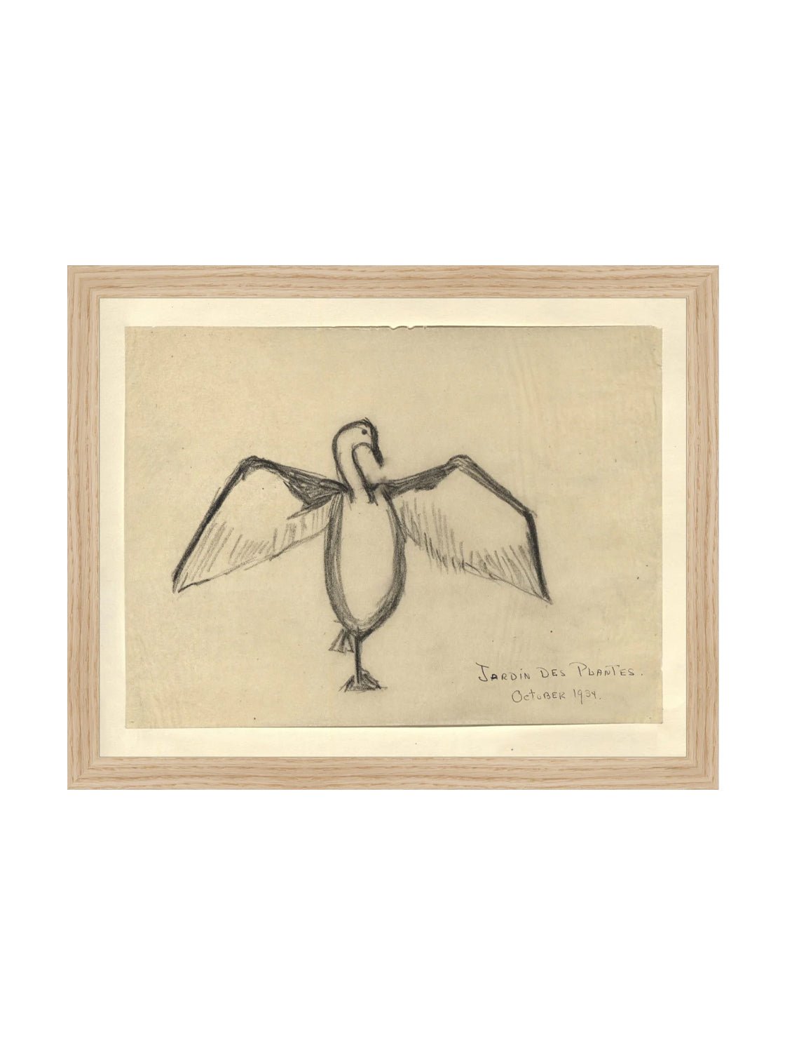 Croquis de corbeau marin