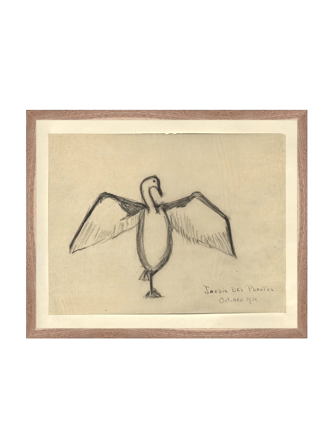 Croquis de corbeau marin
