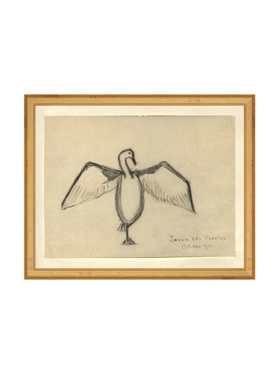 Croquis de corbeau marin