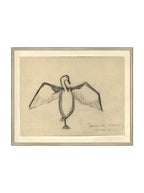 Croquis de corbeau marin