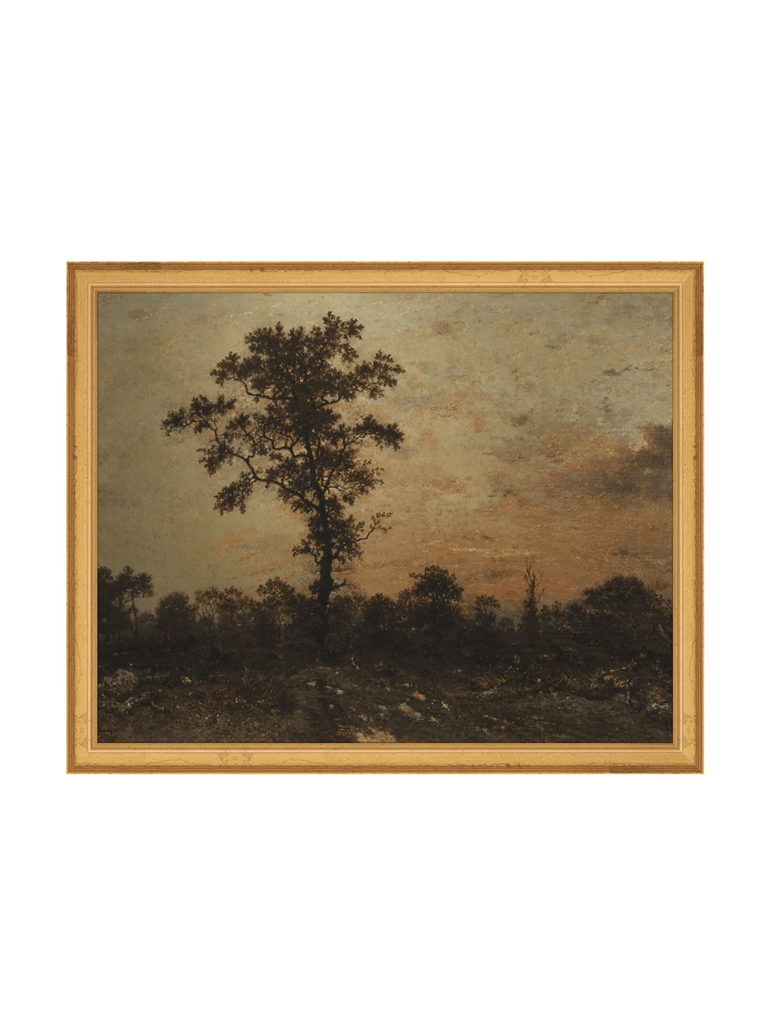 Forêt du lever du soleil