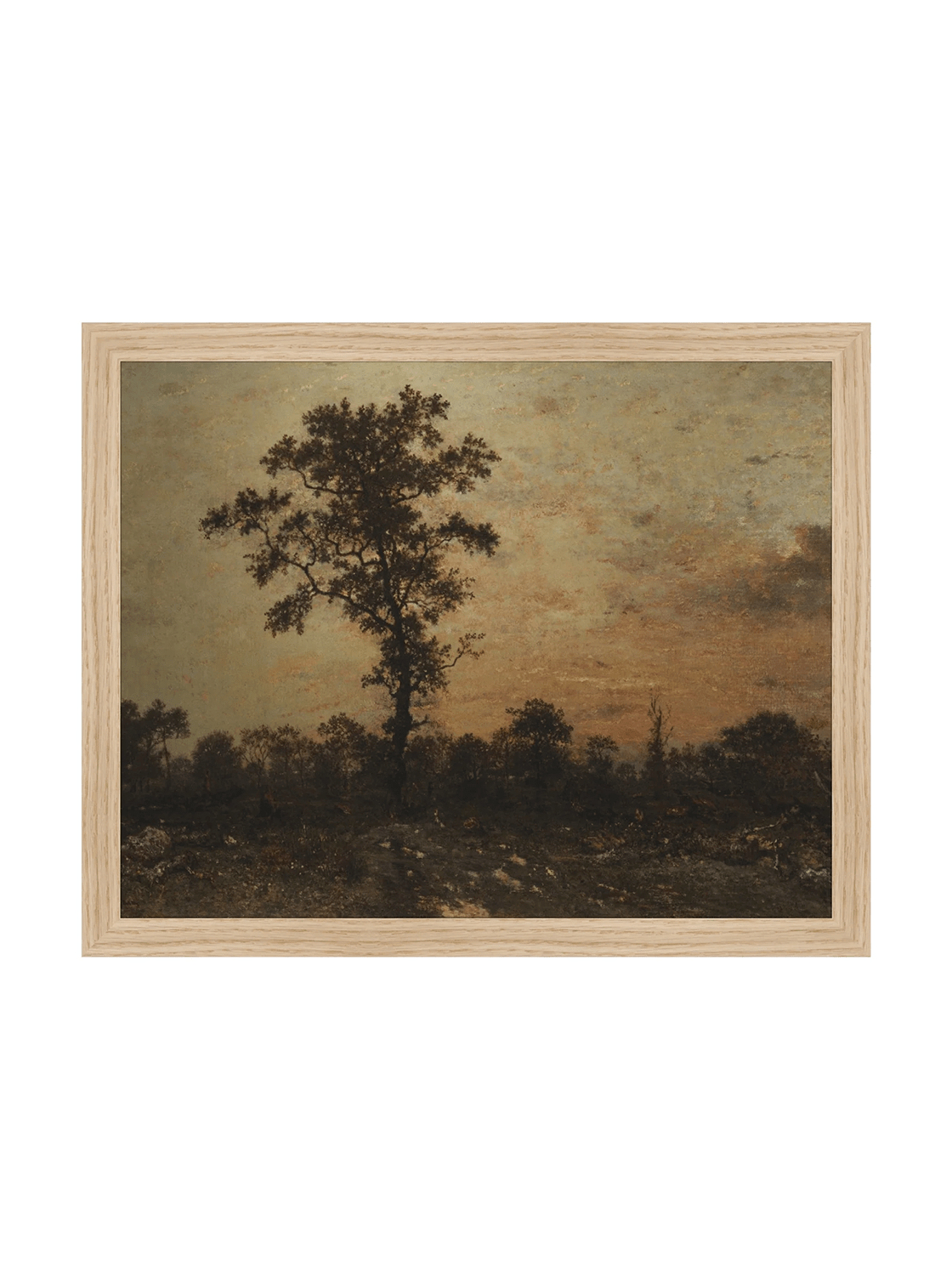 Forêt du lever du soleil