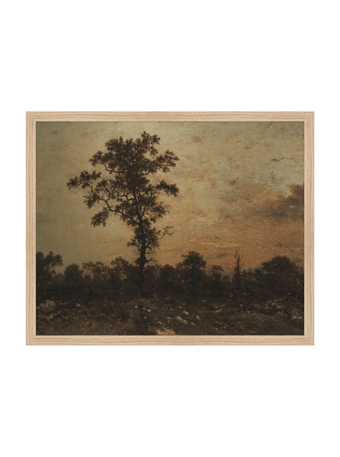 Forêt du lever du soleil