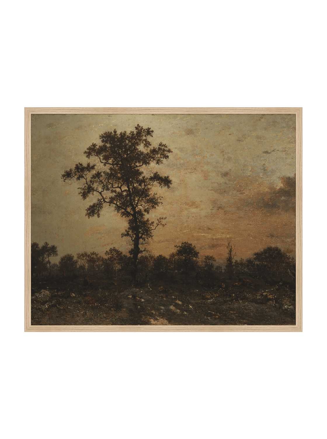 Forêt du lever du soleil